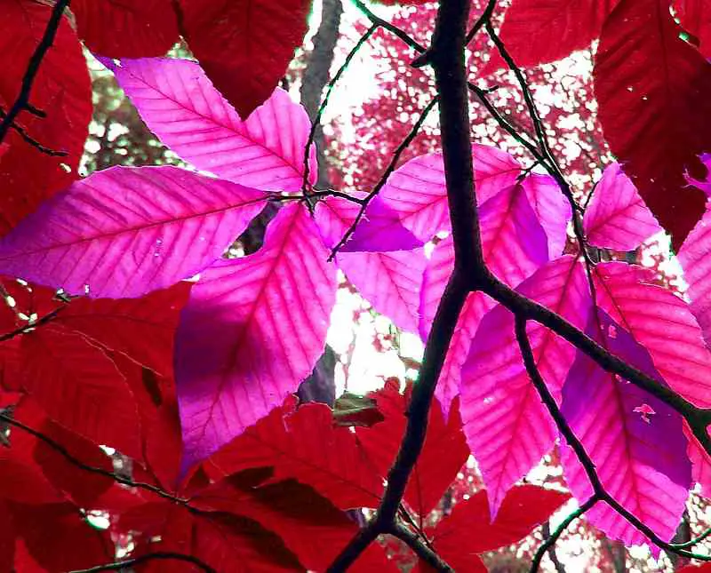 pink purple leaves
