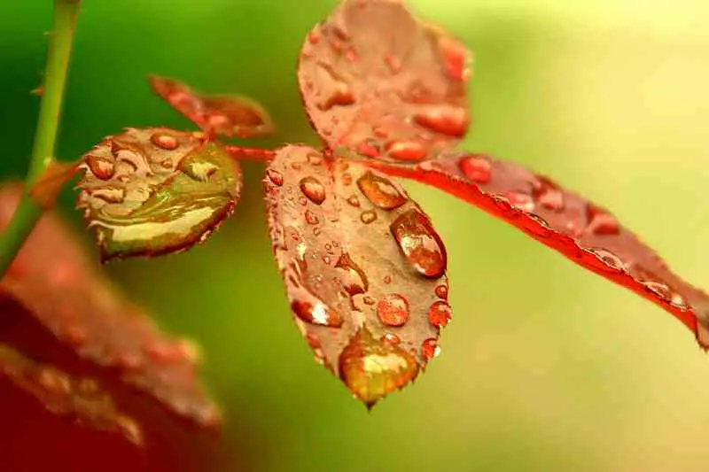 water drops on red leaves