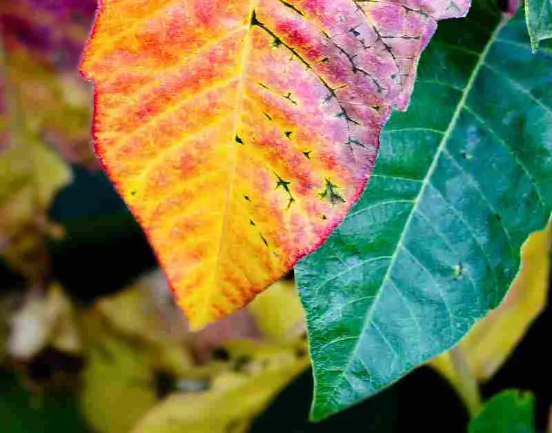 yellow red green leaves