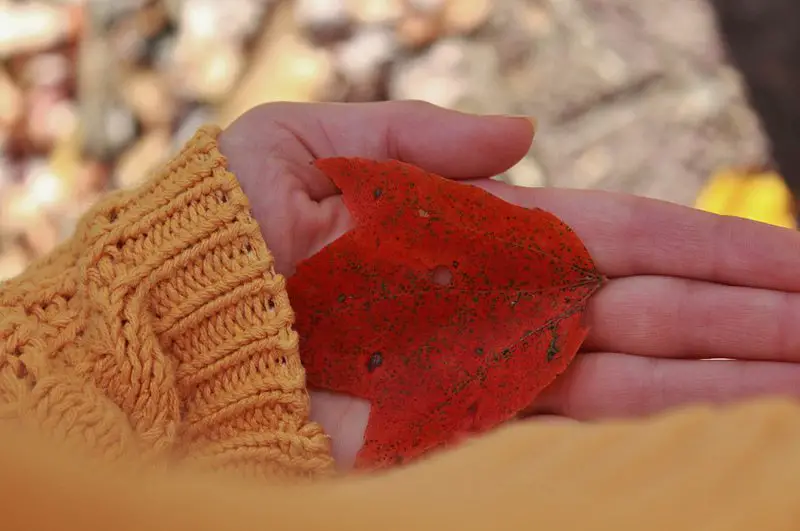 red-leaf-in-hand
