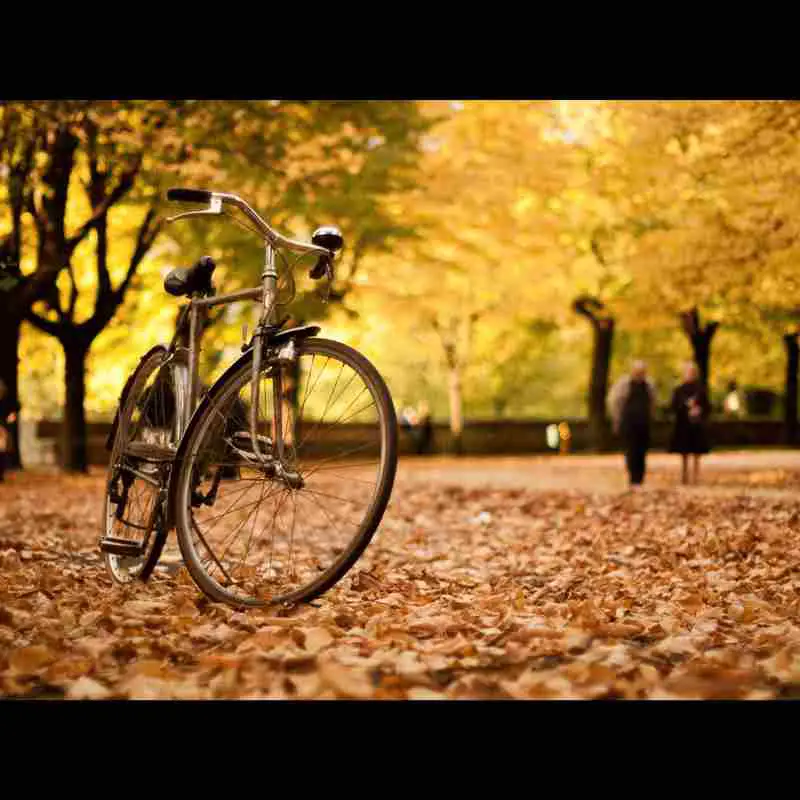 bike fall leaves