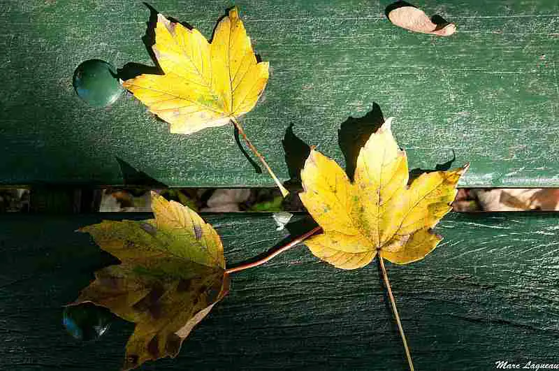yellow leaves on green bench