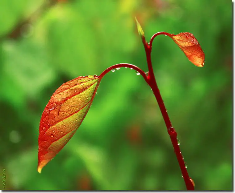 fall-orange-red-leaf