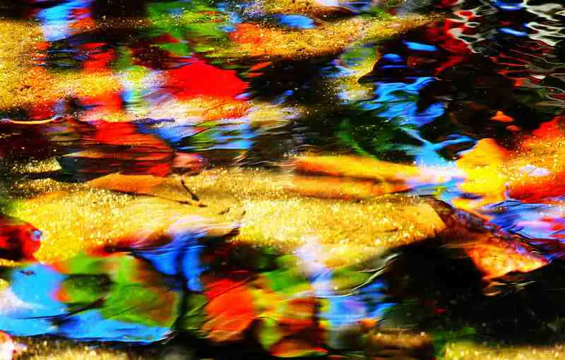 colorful leaves under water