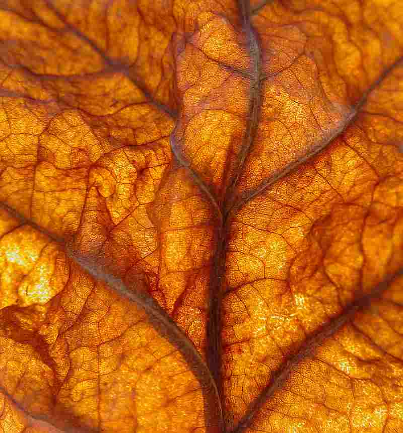 orange leaf close up