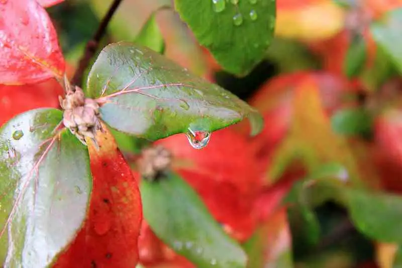 red-green-leaves-water-drops