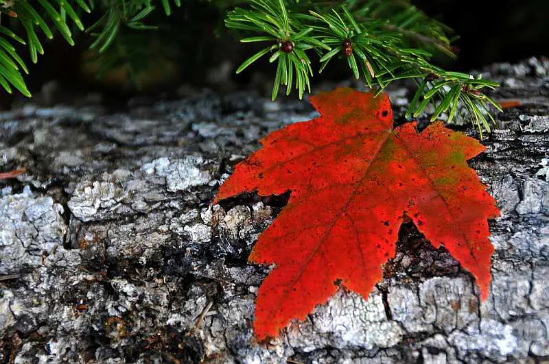 red-leaf-on-tree-limb