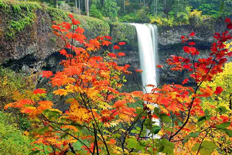 waterfall-fall-leaves